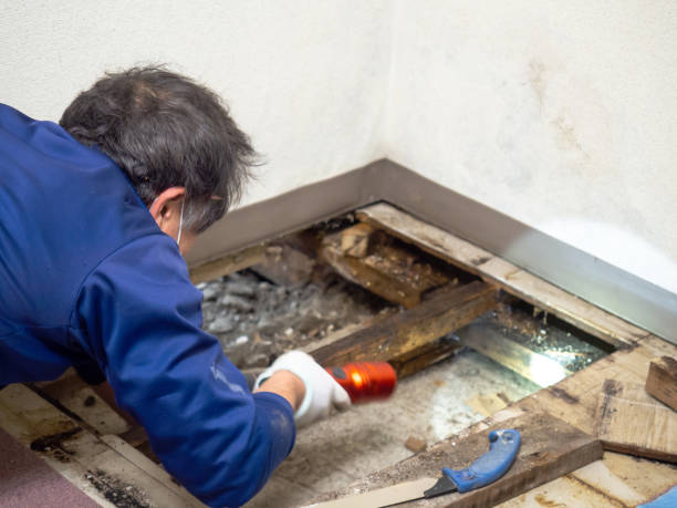 Best Mold Remediation  in Anza, CA