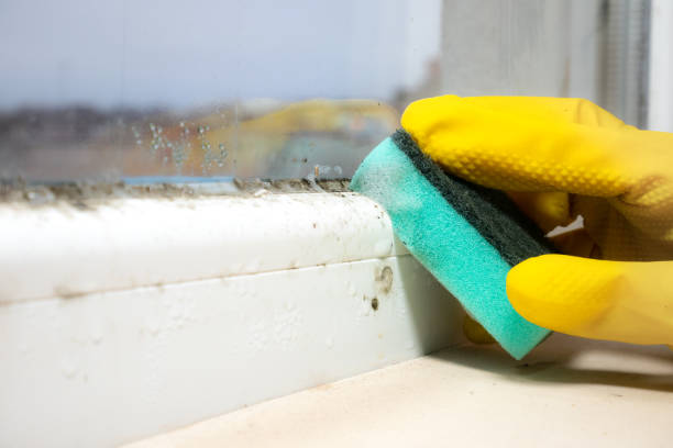 Best Mold Removal Company Near Me  in Anza, CA