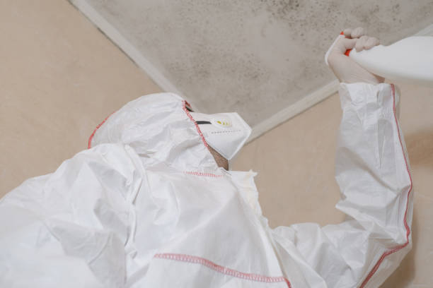 Reliable Anza, CA Mold Removal Solutions