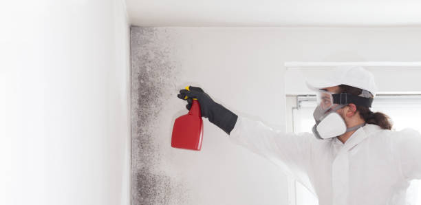 Best Home Mold Removal  in Anza, CA