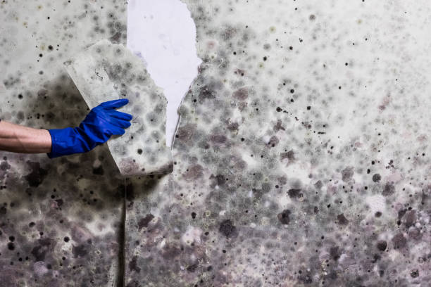 Best Crawl Space Mold Removal  in Anza, CA