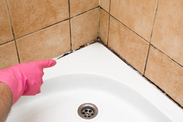 Mold Removal and Inspection in Anza, CA